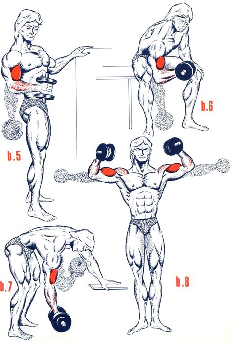 Exercices Biceps Artofit