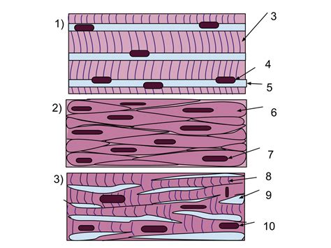 Muscle tissue - Wikipedia