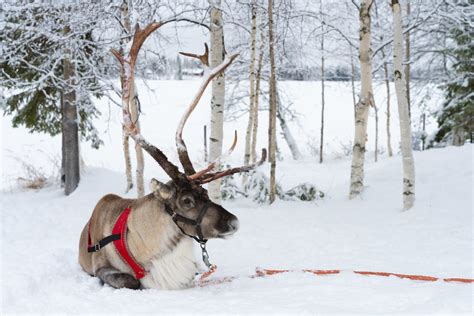 Snowmobile Safari To The Reindeer Farm Taxari Travel Agency Lapland
