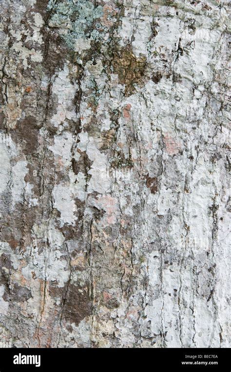 Kapok Tree Ceiba Pentandra Bark With Lichen Napo Wildlife Centre
