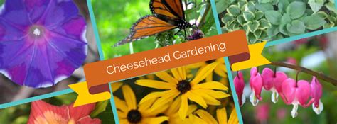 Cheesehead Gardening Hostas In Containers