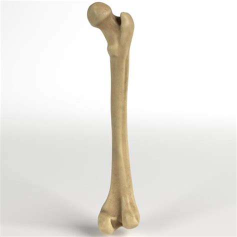 Human Bone Anatomy Leg Leg Bone Stock Photos Images And Pictures