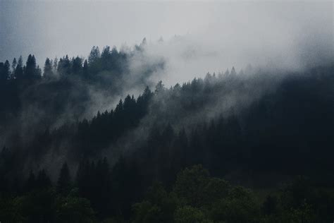 Free Images Tree Nature Forest Cloud Fog Mist Morning Hill