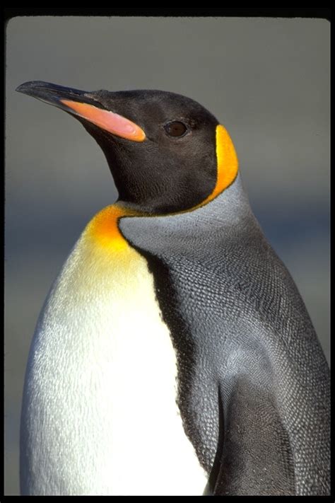 Aptenodytes Patagonicus King Penguin