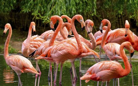 Flamingo Gorgeous Birds Bright Pink Feathers Beauties At Floridas Usa