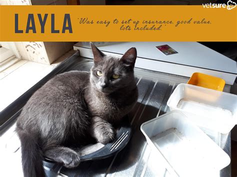 Layla Cat Review | Cat insurance, Dog insurance, Cats