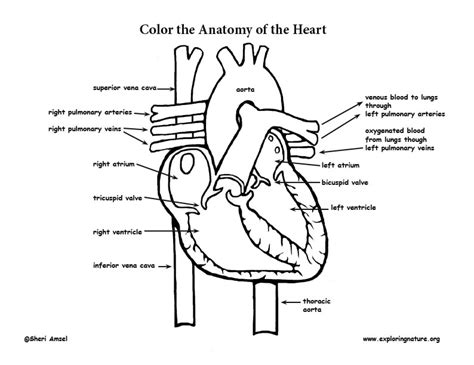 Heart Diagram Coloring Page