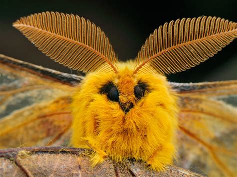 Saturniid Moth Bing Wallpaper Download
