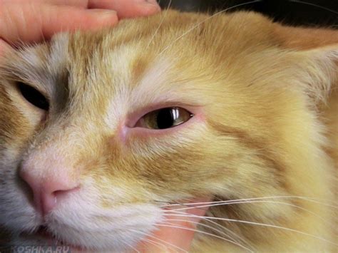 Лечение воспаления глаза у кошки как и чем лечить капли