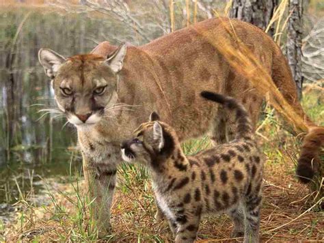 Florida was named by explorer ponce de leon in 1513. The Cougars Animal | Interesting Facts & Pictures | All ...