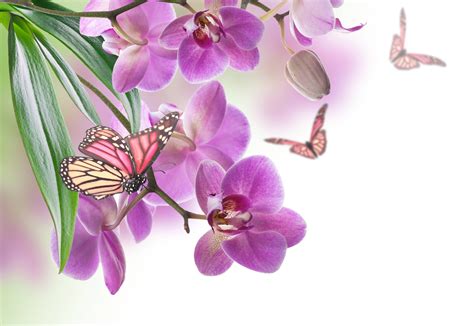 Insects Butterflies Orchid Animals Flowers Butterfly Wallpapers Hd