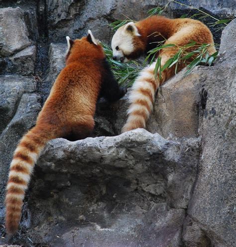 Red Panda 20 Red Pandas Ailurus Fulgens At Smithsonian N Flickr