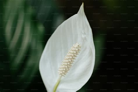Are Peace Lilies Toxic To Cats Peace Lily And Cats Safety Rules