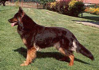 bohemian shepherd greatdogsite