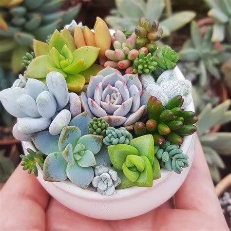 A Hand Holding A Small White Bowl Filled With Succulents And Other Plants