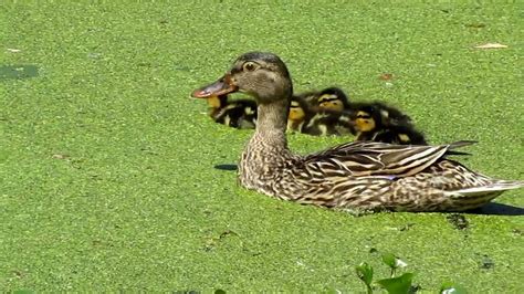 They lack an obvious stem or leaves. mother duck and babies feeding on duckweed - YouTube