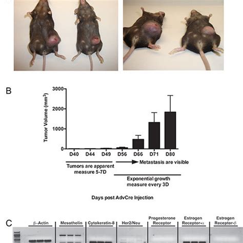 Numbering Of Mammary Ducts Mammary Ducts 4 And 9 Are Highlighted In