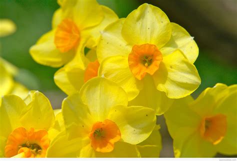 Spring Flowers Background 2015 2016