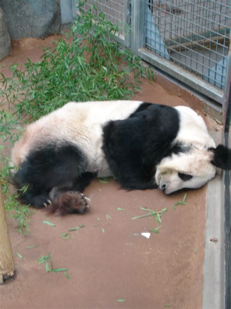Dead Panda Friedrich Kerksieck Flickr