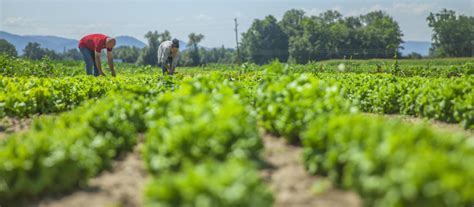 La OCDE confirma que la mayor parte de las ayudas agrícolas de 2023