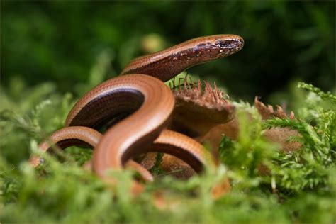 Viele menschen verwechseln sie mit einer schlange: Blindschleiche Foto & Bild | tiere, wildlife, amphibien ...
