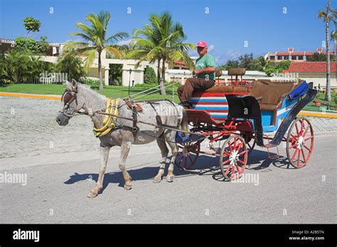 Mule Pulling Cart Hi Res Stock Photography And Images Alamy