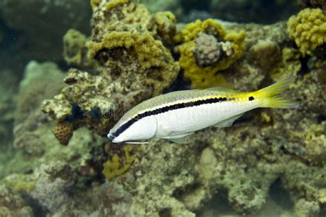 Red Sea Goatfish Parpeneus Forsskali Stock Image Image Of Dive