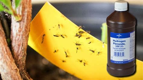 Get Rid Of Fungus Gnats With Hydrogen Peroxide Youtube