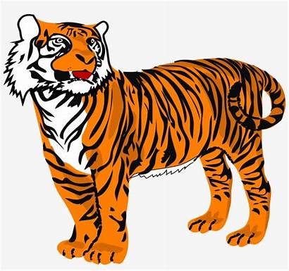 Tiger Clipart Bengal Background Transparent Pngkey Clip