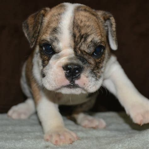 We did not find results for: English Bulldog Puppy for Sale | American Bulldog Puppies for Sale - Bruiser Bulldogs | Bruiser ...