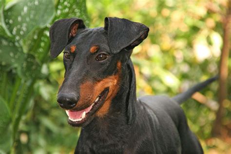 Manchester Terrier Dog Breed Information And Characteristics Daily Paws