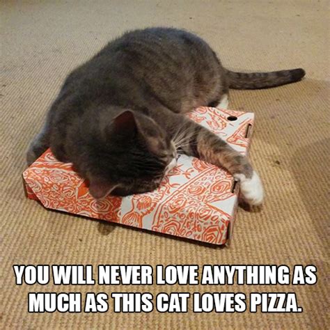 You Will Never Love Anything As Much As This Cat Loves Pizza Meme Guy