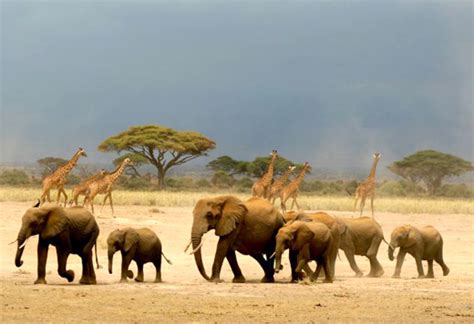 15 Eye Catching Examples Of Animal Migration Photos