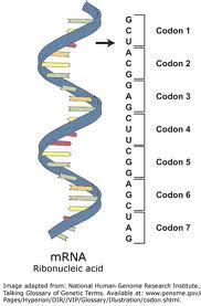 Transfers genetic code needed for the creation of proteins from the nucleus to the ribosome. DNA Day: Structures of DNA, tRNA and mRNA