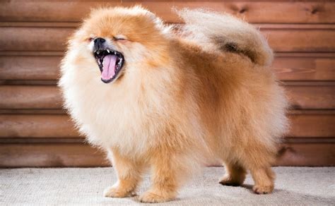 10 to 12 years old. Why Your Pomeranian's Baby Teeth Are Not Falling Out ...