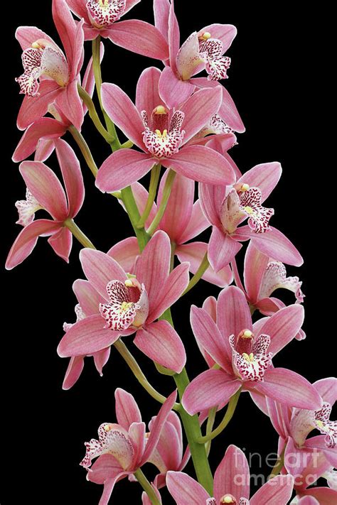 Pink Cymbidium Orchid Photograph By Judy Whitton