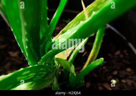 Spotted Aloe Vera Plant Leaves In Garden Stock Photo Alamy