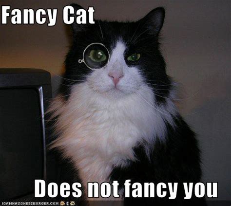 Fancy Cats Superlativity