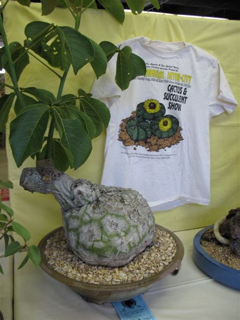 Click below for a listing of workshops, classes, tours and other events that happen on san diego county orchid society meeting virtual meetings for members are being held via zoom. 2010 Intercity Show bus trip - Palomar Cactus & Succulent ...