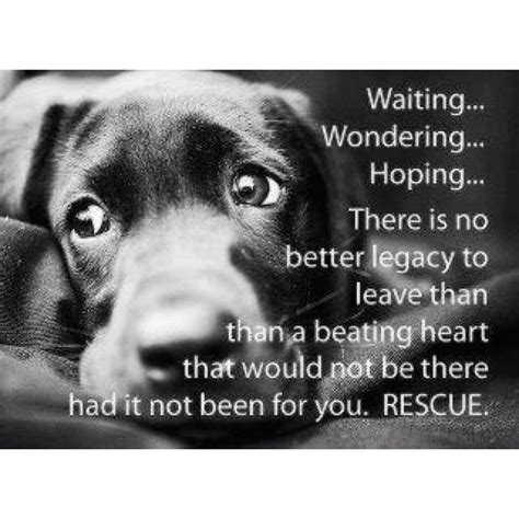 I need you to rescue me from my destiny, i'm tryna live right and give you whatevers left of me. Yes, my dog rescued me.. | my dog,my friend | Pinterest | Dog, Animal and Doggies