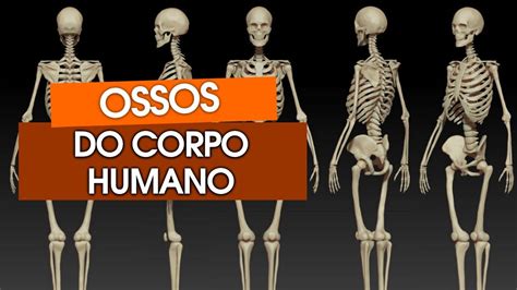 Quantos Ossos Tem O Corpo Humano Youtube