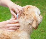 How Often Can You Use Flea Treatment On Dogs Photos