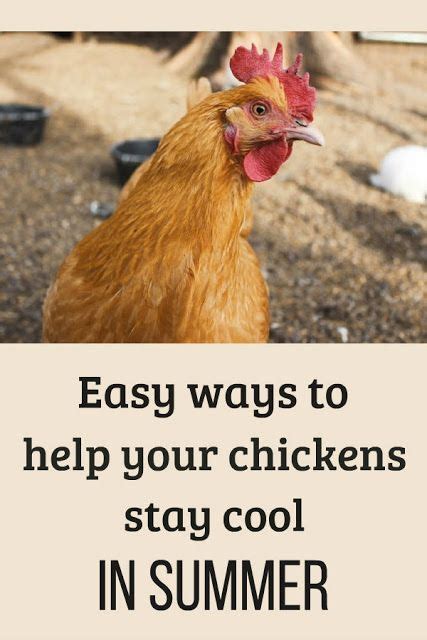 How To Keep Your Chickens Cool In The Summer Heat Chickens Chickens