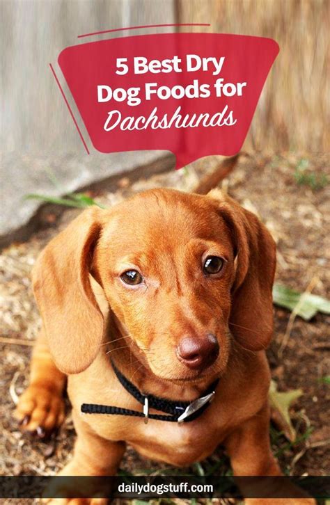 Best Dog Food For Dachshunds In 2023 Best Dry Dog Food Best Dog Food