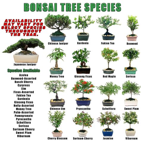15 Bonsai Tree Pack 1 Wholesale Eves Garden Inc
