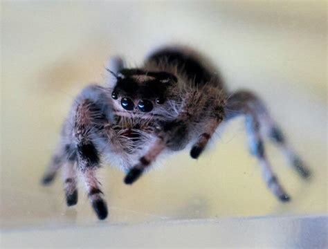 Jumping spiders are part of the salticidae family. My pet Phidippus audax (daring jumping spider) : awwnverts