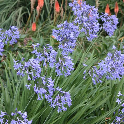 Buy African Lily Agapanthus Africanus Delivery By Crocus