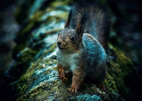 Photographer Shoots Finnish Forest Animals Like Theyre Professional