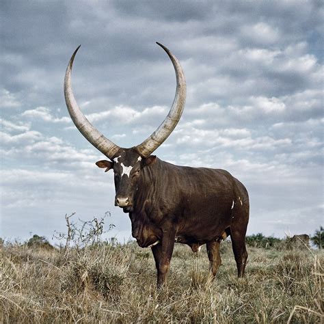 Ankole Cattle Ioannesmusub