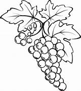 Grapes Grape Coloring Bunch Drawing Printable Vine Clipart Clip Pencil Drawings Uva Colorir Para Sketch Leaves Cliparts Desenho Wine Frutas sketch template